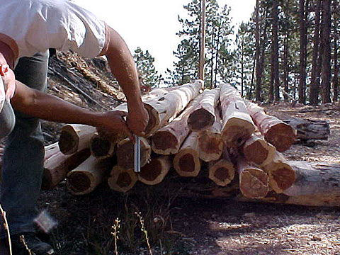 Picture of Hand-Peeled Cedar Posts