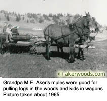 Grandpa M.E. Aker's Mules